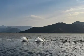 Kamenik island - swans on a calm lake
