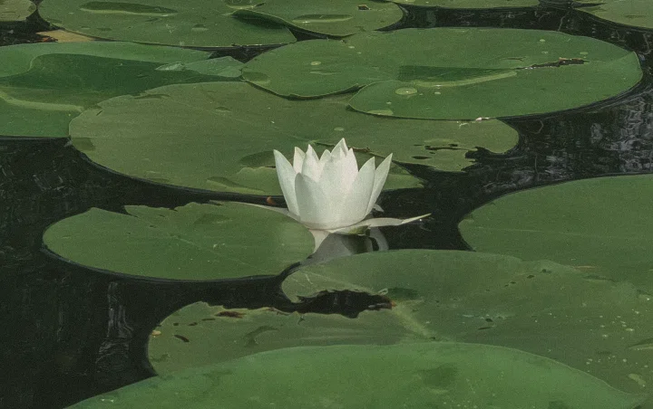 White water lily among green lily pads on Skadar Lake