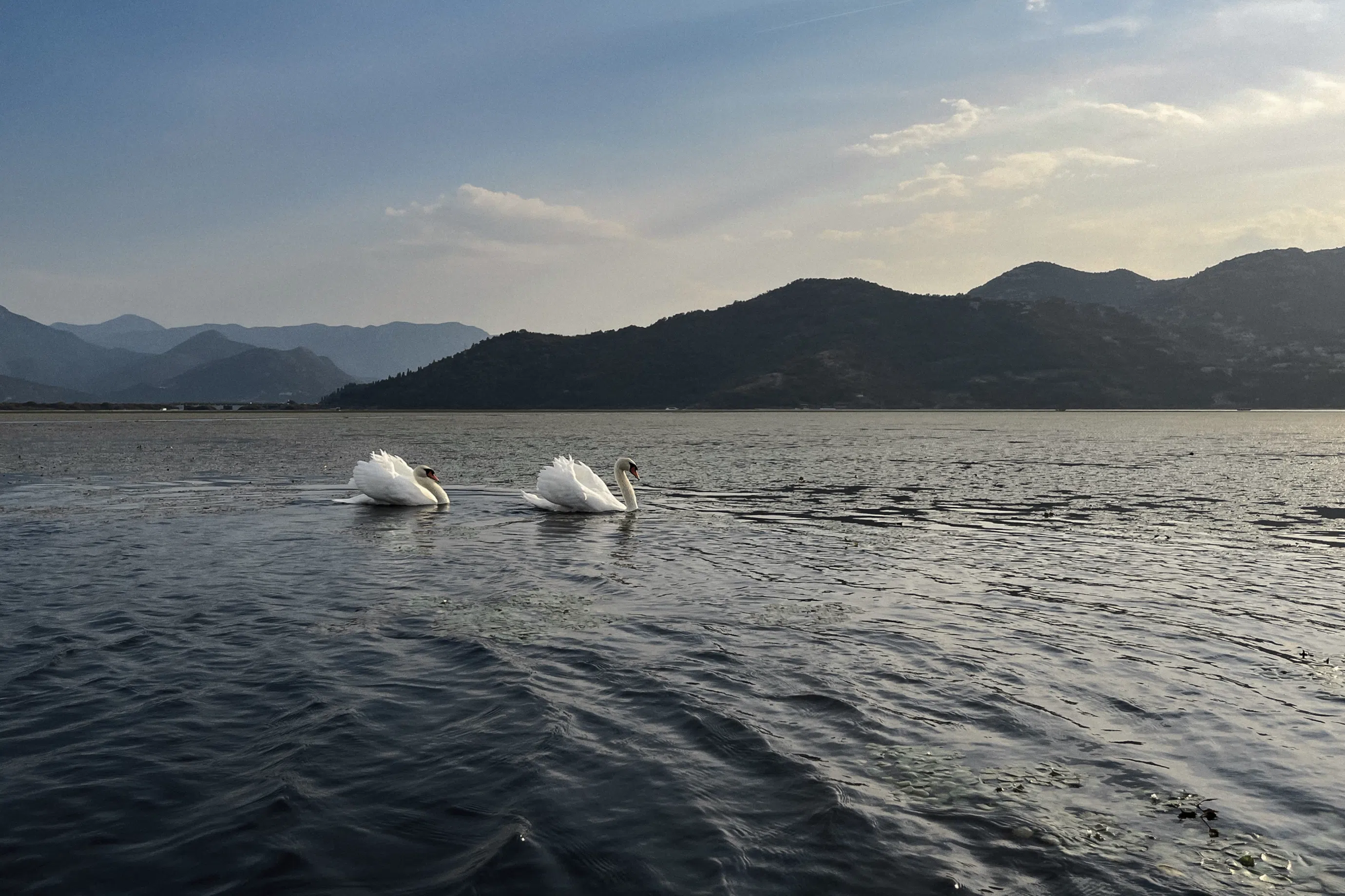 Two white swans on glassy Skadar Lake at sunset near Kamenik Island