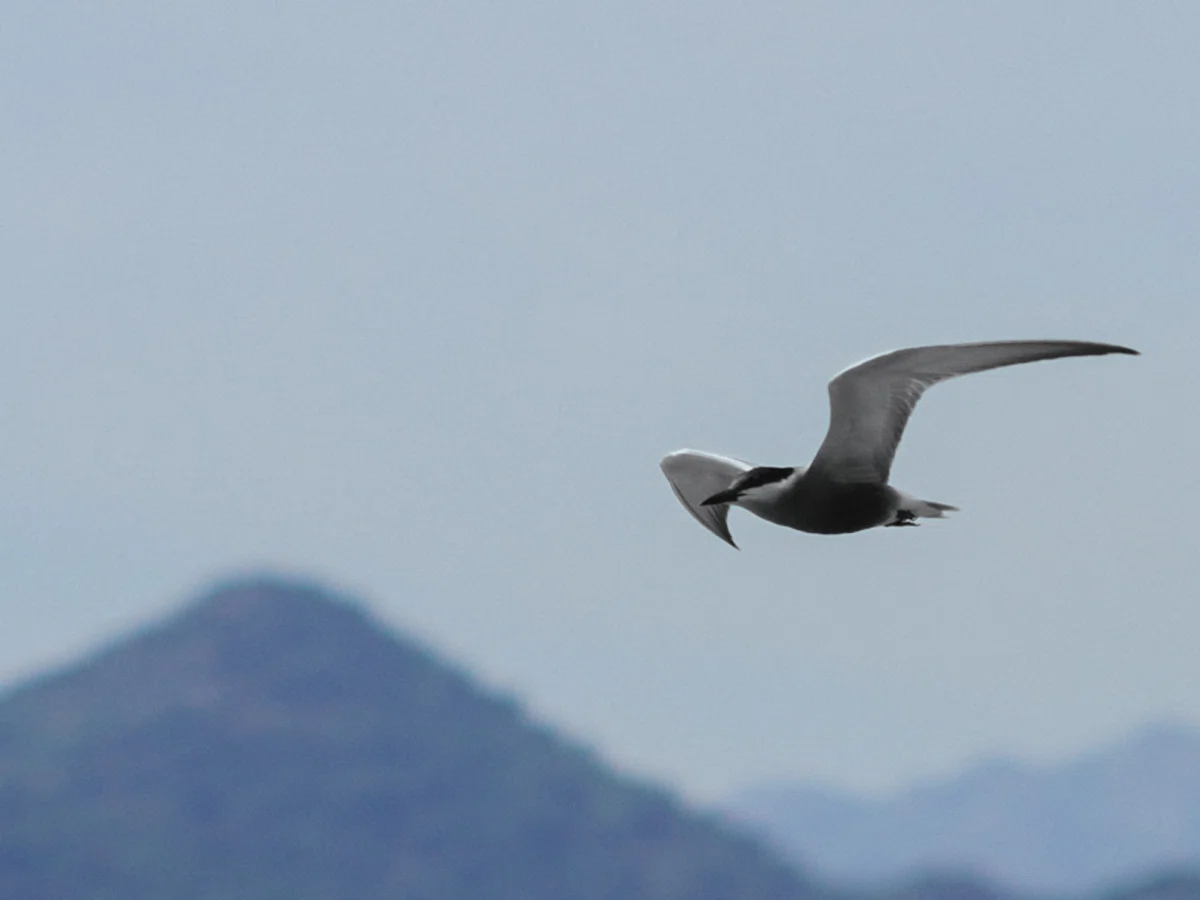 Tern in flight over Skadar Lake with mountains in the background