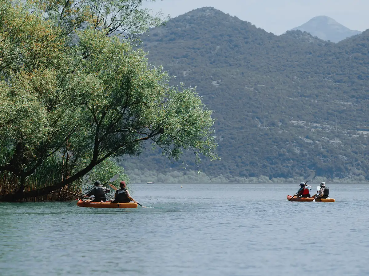 Two tandem kayaks paddling along a willow-lined shore on Skadar Lake