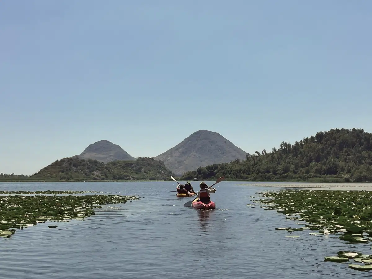 Kayaks gliding between ribbons of water lilies toward low green hills