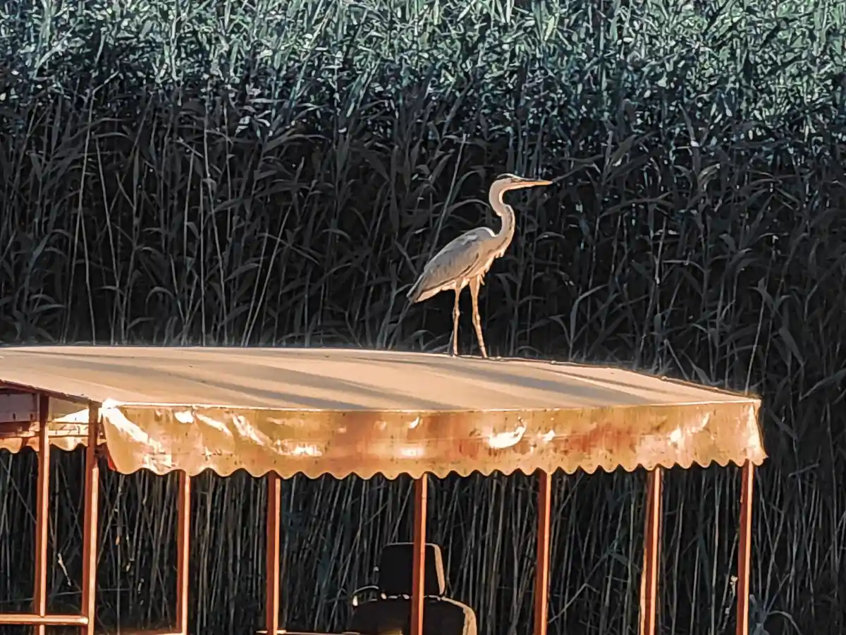 Grey heron perched on a lake boat roof beside the reedbed