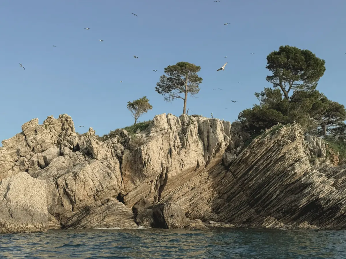 Rocky coastal cliff with pine trees and seabirds above the sea