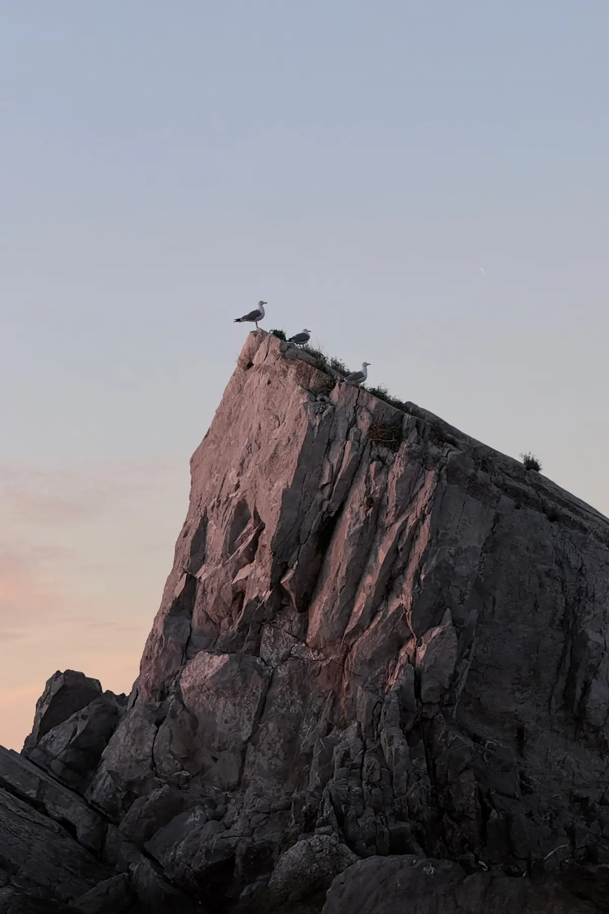 Seagulls on a cliff in Petrovac