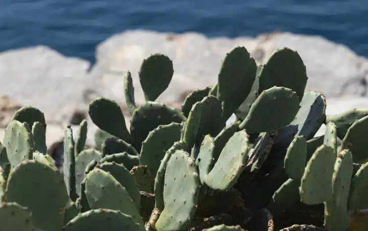 Prickly pear cactus on Sveti Nikola Island coastline near Budva, Montenegro