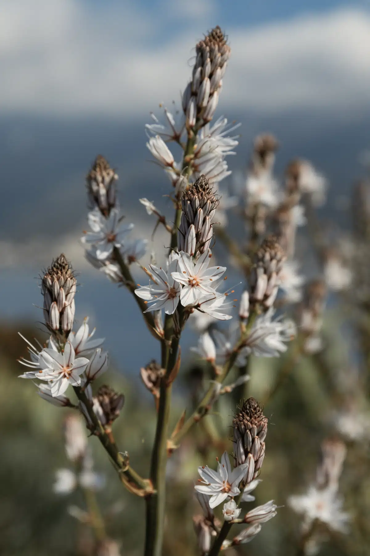 Macro of a flowering coastal plant along the island trail