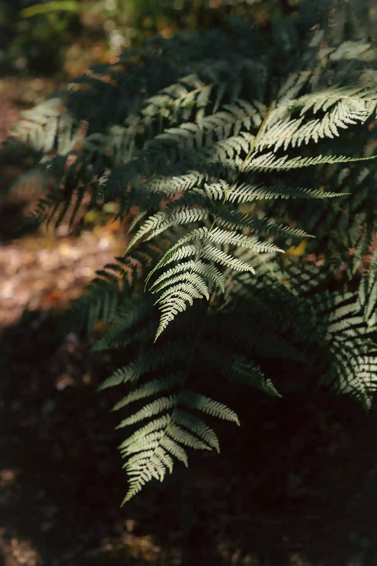 Close-up of green fern fronds along a shaded part of the trail
