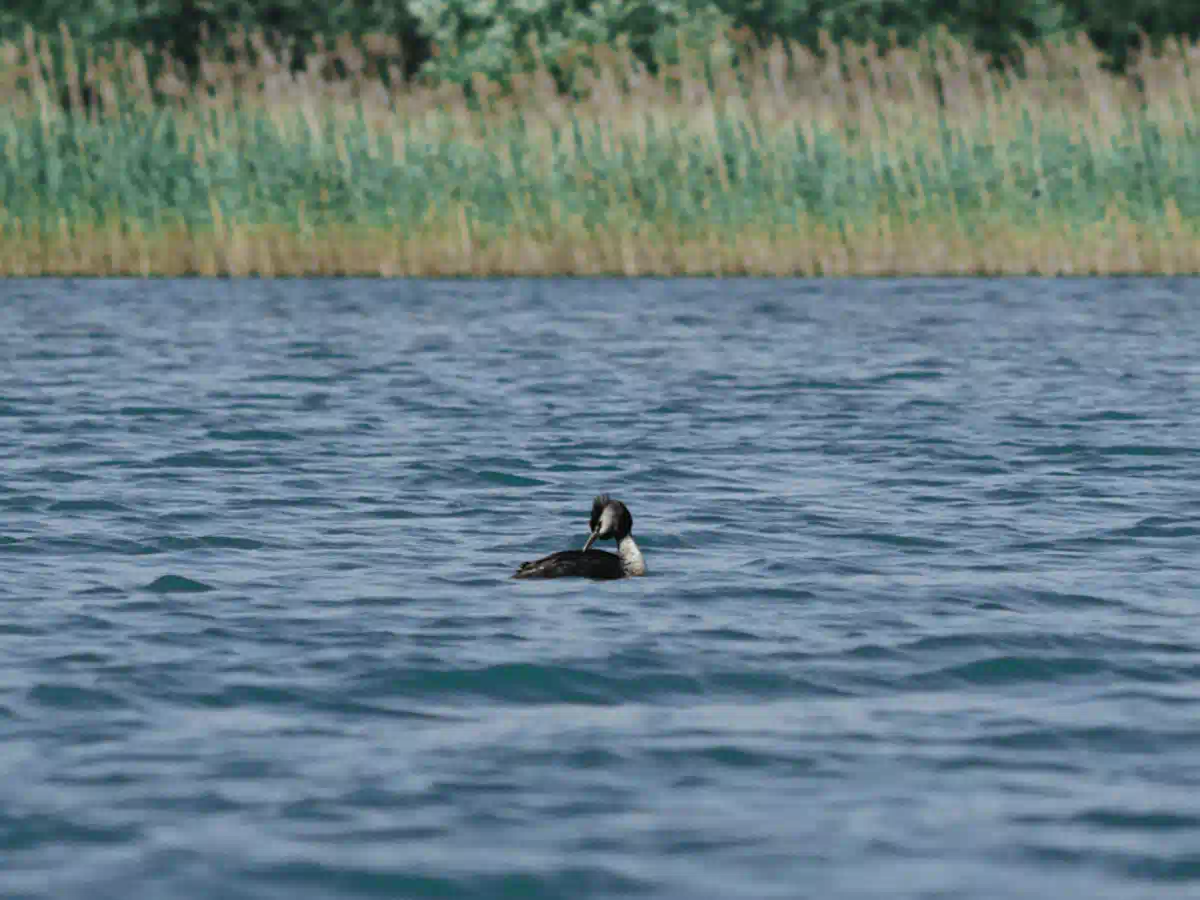 Waterbird floating near the reeds on the River Vranjina, Skadar Lake