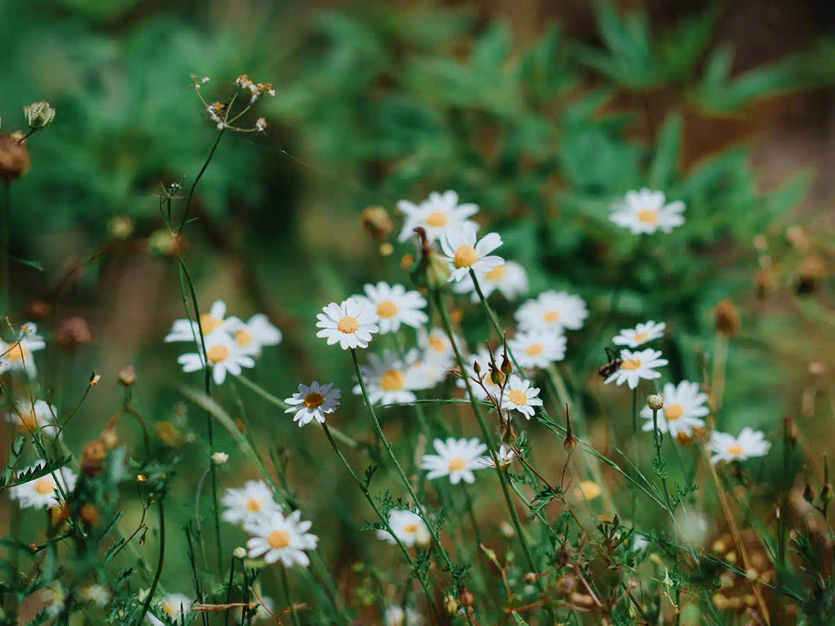Wild riverbank flowers along the River Vranjina