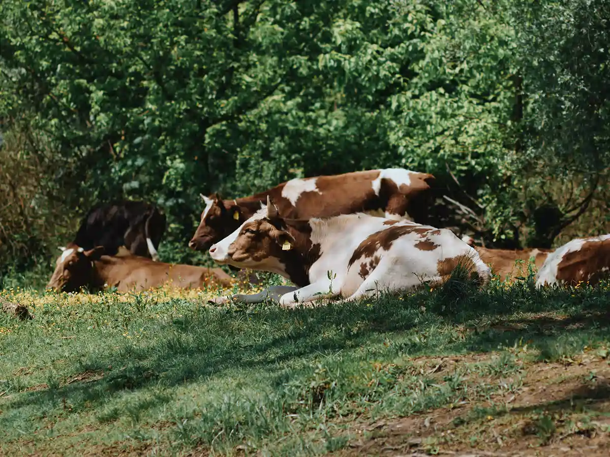 Cows grazing by the river bend on the River Vranjina near Skadar Lake