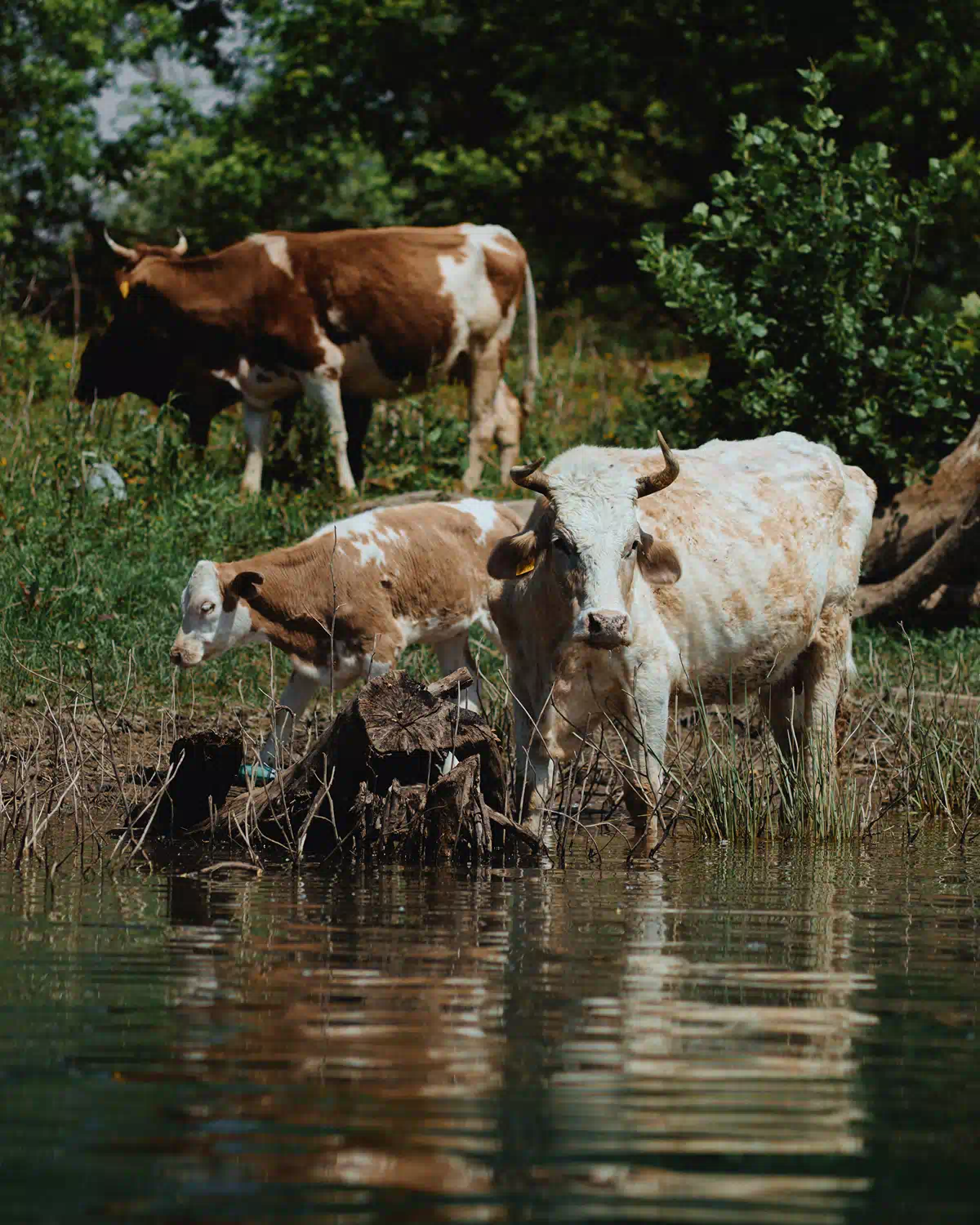 Brown-and-white cows resting and grazing by Skadar Lake reedbeds near Vranjina Island