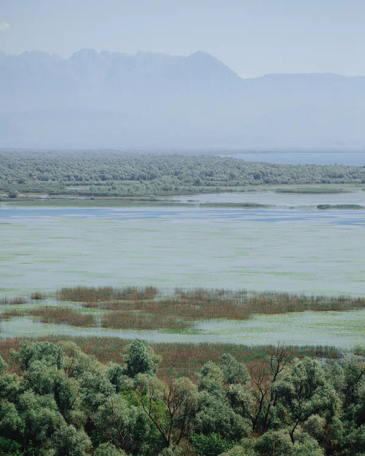 Skadar Lake shoreline with floating lily pads and hazy mountains in the background